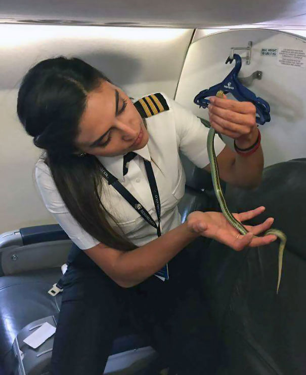 Aeromexico Snake On A Plane Carefully Handled By Co-Pilot