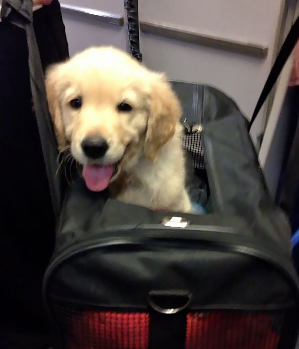I Work As A Flight Attendant And This Is The Cutest Passenger I've Ever Met