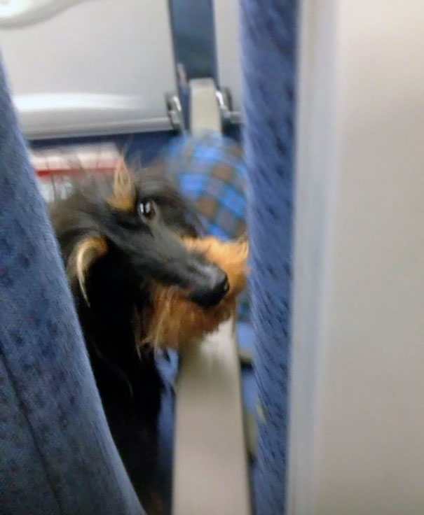 I Accidentally Kicked The Seat In Front Of Me On The Plane Yesterday. I Got A Majorly Dirty Look From The Passenger In Front Of Me. She Was A Real Bitch