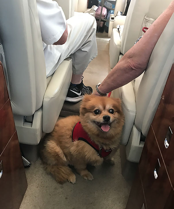 Had The Best Passenger Ever On My Flight Today. Gunter