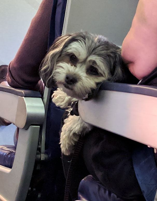 For A Furry Passenger On The Plane