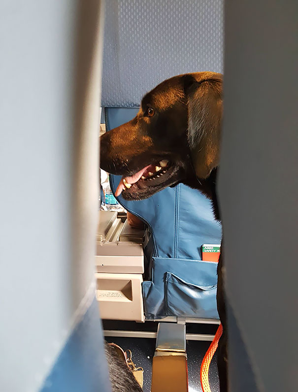 The Passenger In Front Of Me Is So Hairy, And A Little Slobbery