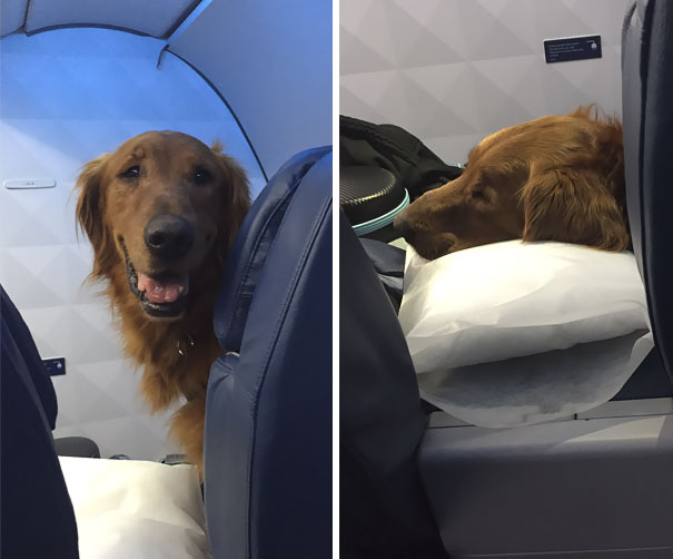 Duke The Bush's Baked Beans Dog Always Flies First Class