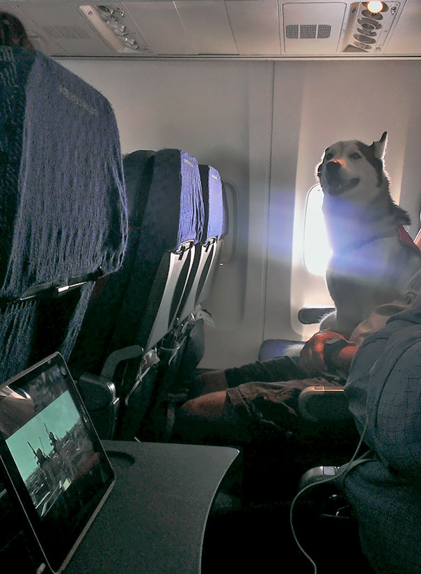 There Was An Alaskan Husky On My Flight
