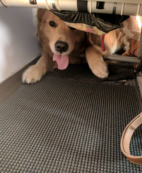 Only Good Boys On This Flight