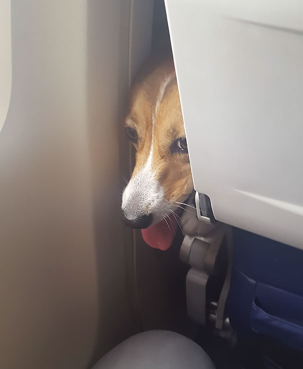 This Little Guy Breathed Hot Air On My Leg For Most Of My Two Hour Flight