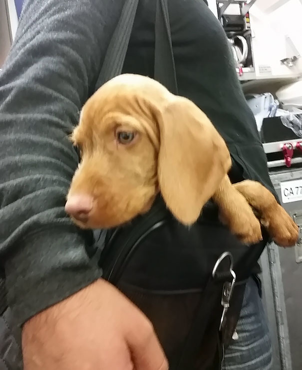 Sat Next To Me On My Flight To San Francisco. No Name Yet. Was Adorable As Hell