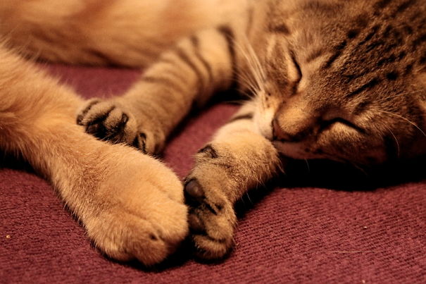 Helpful Paws In My Workshop, Part 2