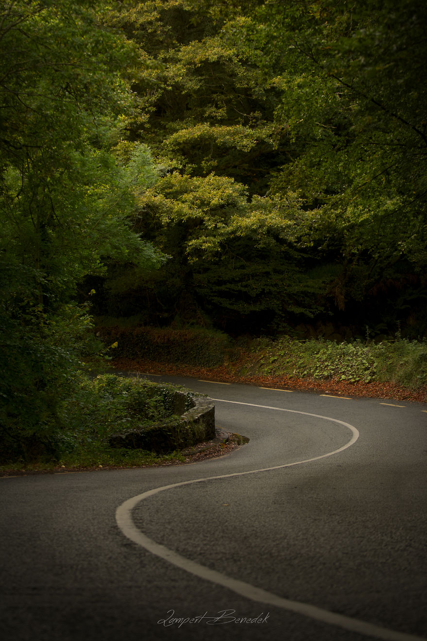 The Enchanted Forest Has Its Own Architecture #2