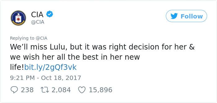 Lulu Gets Fired From CIA Because She Would Rather Play Than Sniff Bombs