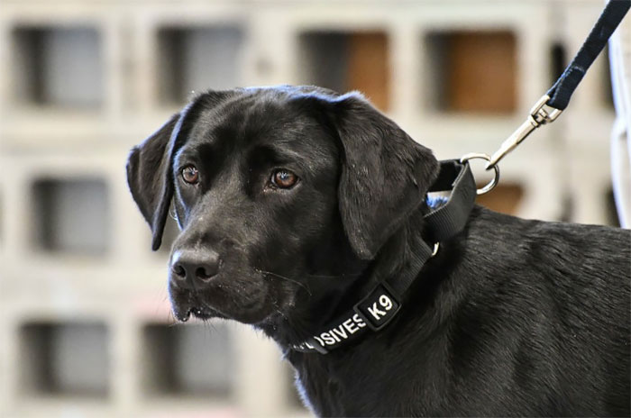 Lulu Gets Fired From CIA Because She Would Rather Play Than Sniff Bombs