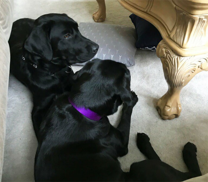 Lulu Gets Fired From CIA Because She Would Rather Play Than Sniff Bombs