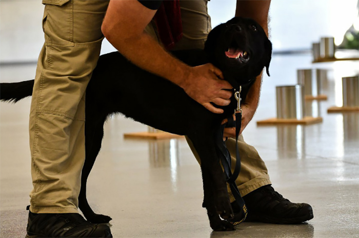 Lulu Gets Fired From CIA Because She Would Rather Play Than Sniff Bombs