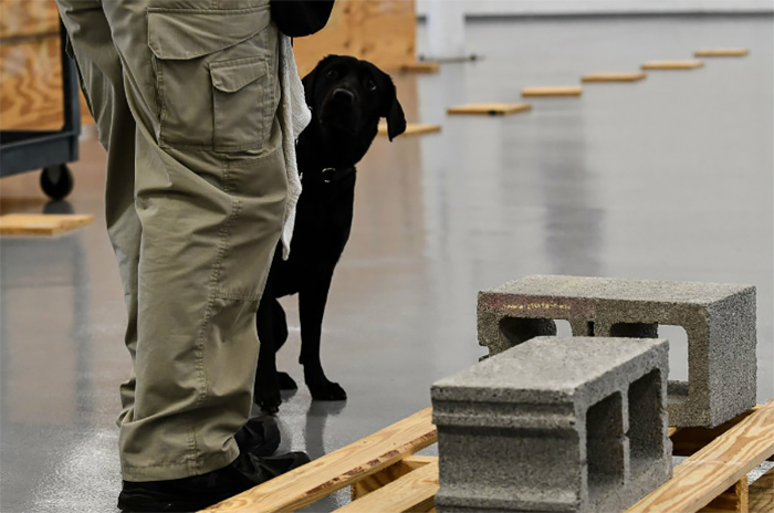 Lulu Gets Fired From CIA Because She Would Rather Play Than Sniff Bombs