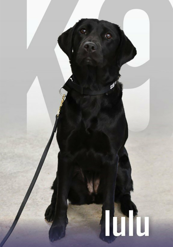 Lulu Gets Fired From CIA Because She Would Rather Play Than Sniff Bombs