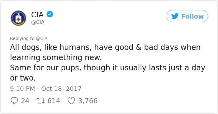 Lulu Gets Fired From CIA Because She Would Rather Play Than Sniff Bombs