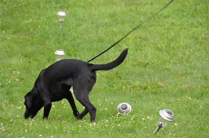 Lulu Gets Fired From CIA Because She Would Rather Play Than Sniff Bombs