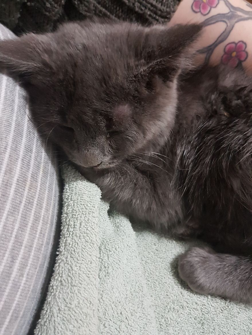 Fella Was Dropped Into Our Driveway By Birds!! Birds Were Trying To Kill This Little Kitten!