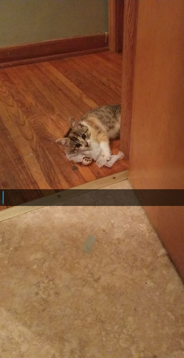 Open The Bathroom Door And See This In The Hallway. She Has An Obsession With Dryer Sheets.