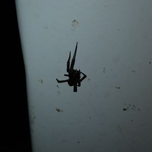 mezurashihana avatar