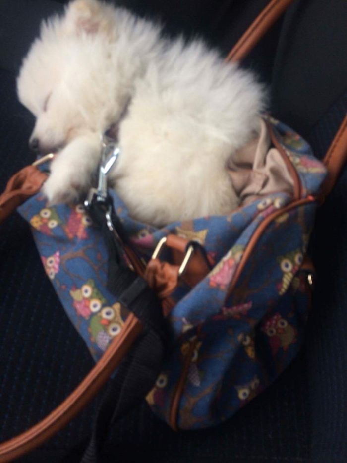 Bentley The Spitz On His First Way Home
