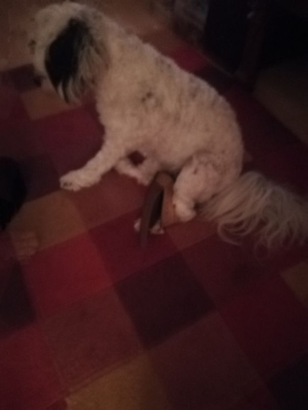 My Dog Stole My Moms Shoe An