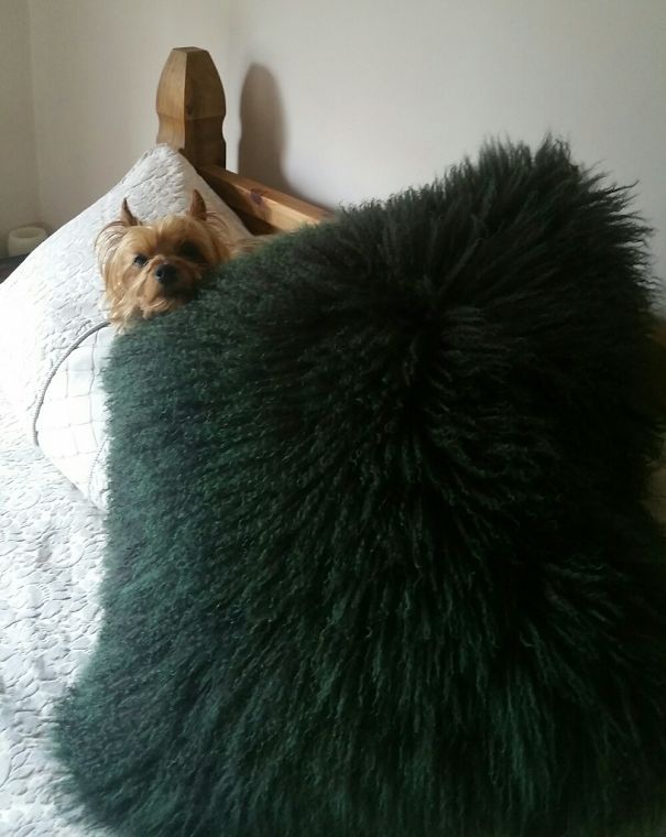 I Told Him To Get Off The Bed...