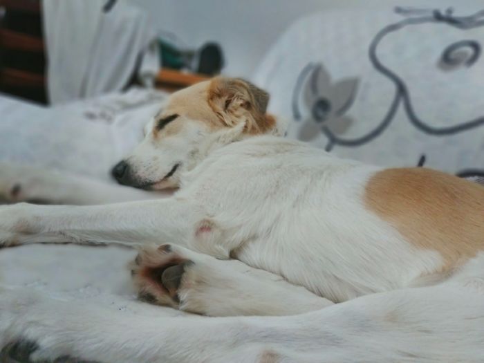 Her First Warm Nap Right After We Reacued Her From The Dog Shelter