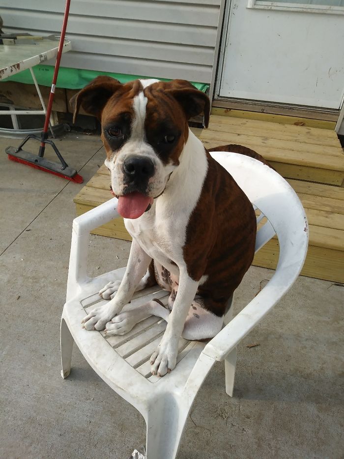 Boxer Sitting In A Chair.