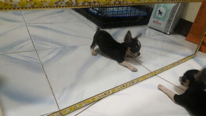 My Cute Pupper Was Quite Shy Even To Himself