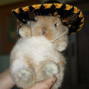 elizabethgrigas avatar