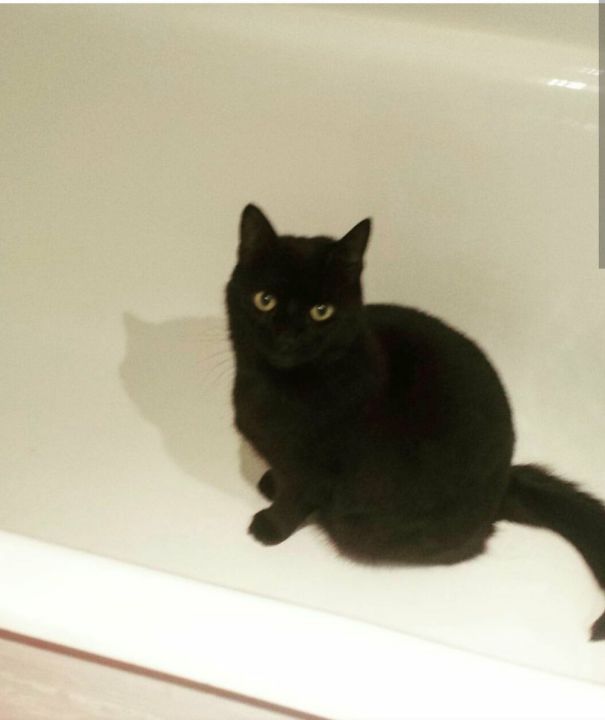 Virtually Everytime I Want A Bath, Binx Is In It Questioning The Reason I'm In The Bathroom...