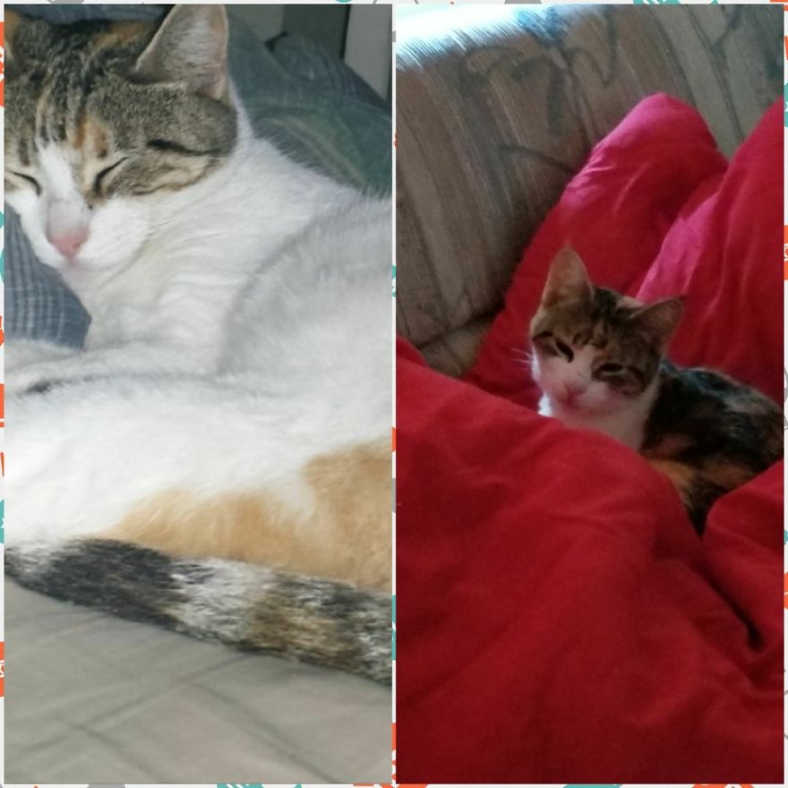 Cinnamon ,she Loves To Sleep With Me Adopted At 2 Years Old