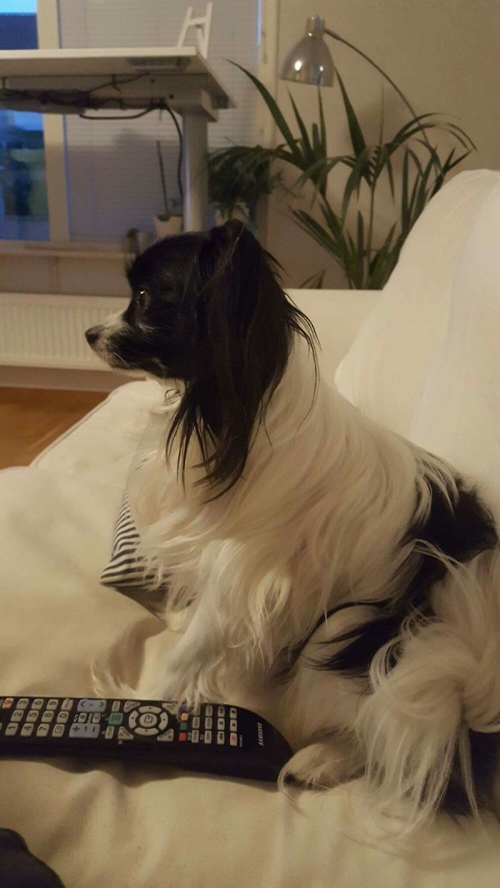 My Dog Loves To Watch Tv With Animals In It When I Came Back From The Kitchen He Sat Like This!