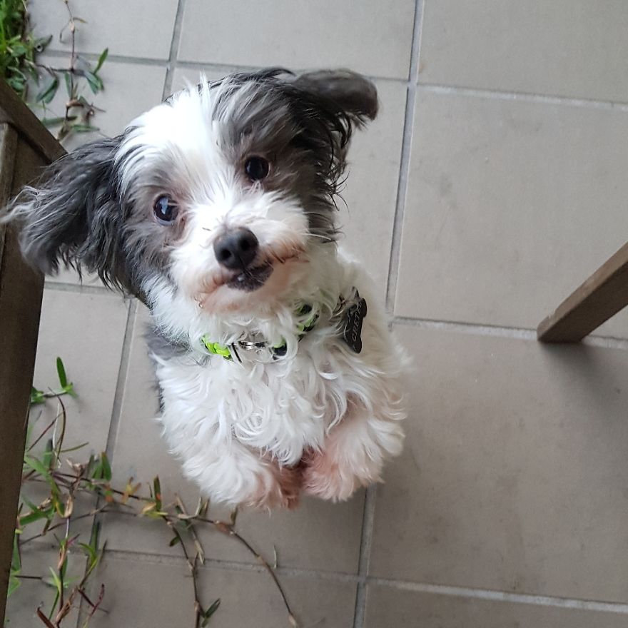 Former Puppy Mill Dog. Now 5 Years On Gretel Is Spoilt And Living It Up