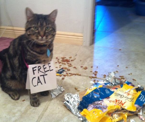 Casey Couldn't Wait 15 Minutes For Dinner So He Helped Himself.