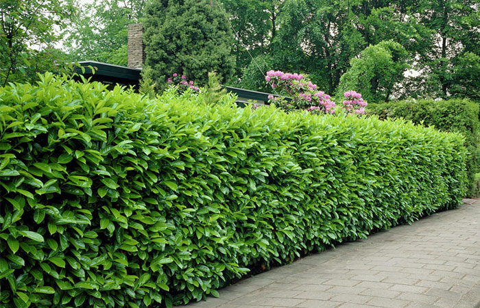 cat-rescue-soldier-life-suicide-scout-josh-marino-12 cat-rescue-soldier-life-suicide-scout-josh-marino-12