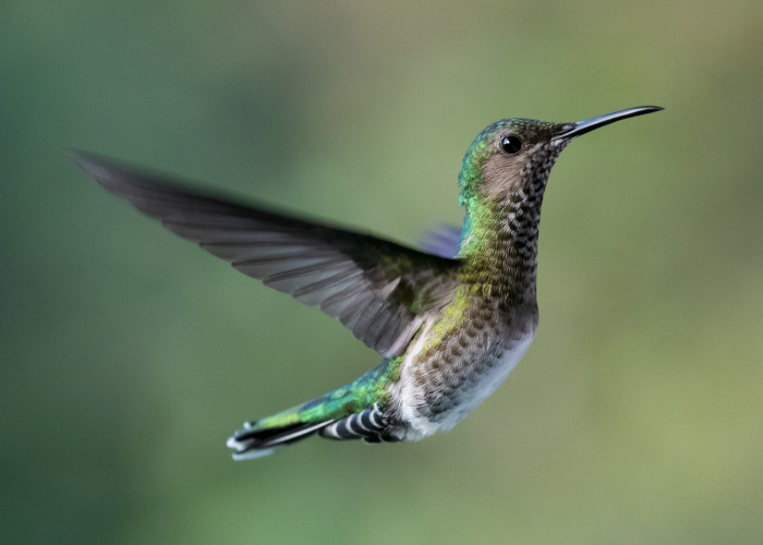 How To Photograph Hummingbirds