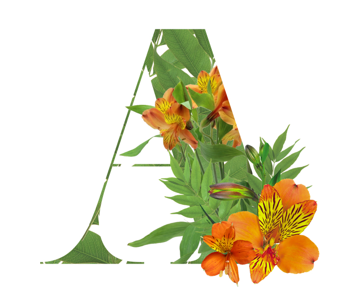 I Wanted To See What The Alphabet Would Look Like Made Out Of Flowers