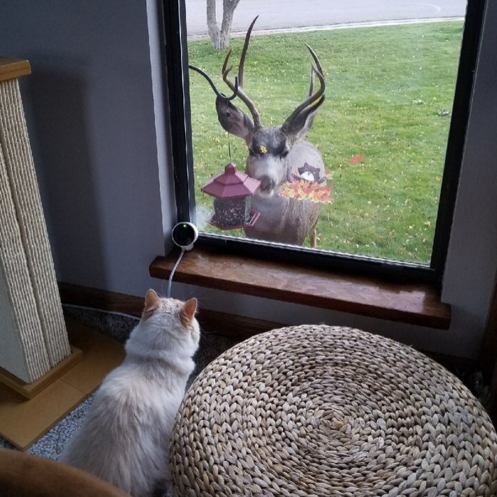 The Moment This Owner Realized His Cat Is A Disney Princess