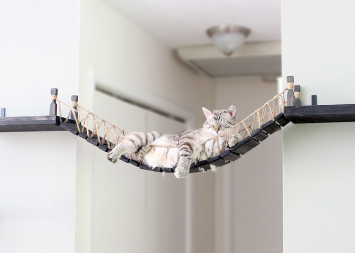 We Created An Indiana Jones Bridge For Our Cat