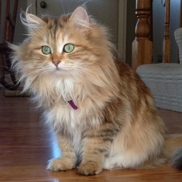 Ambrosia, The Most Beautiful Girl In The World