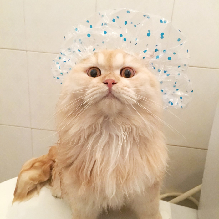 Meet Meepo, The Crazy Cat Who Loves Taking Showers
