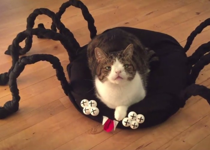Diy Halloween Spider Cat Bed