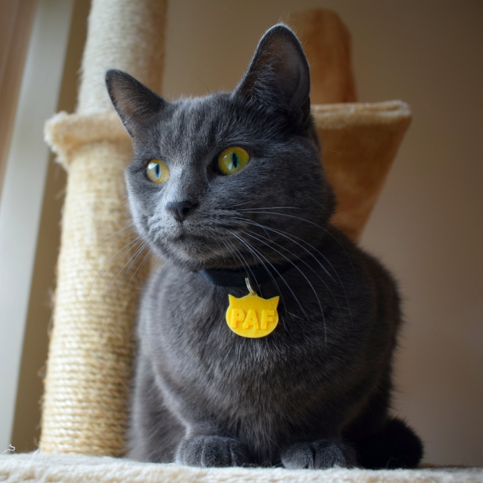 3d Printed Cat Accessories