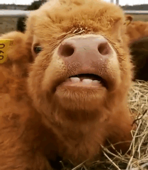 Cute-Baby-Highland-Cattle-Calves