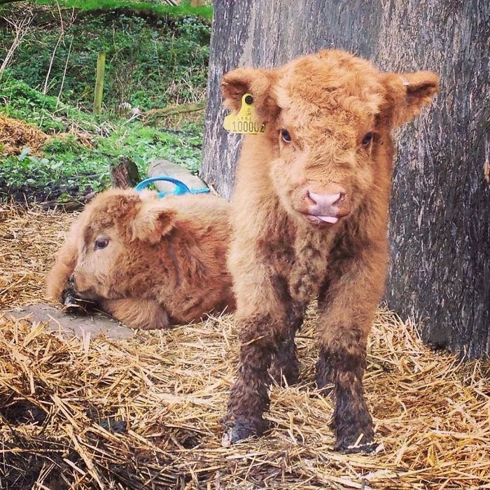 Cute-Baby-Highland-Cattle-Calves