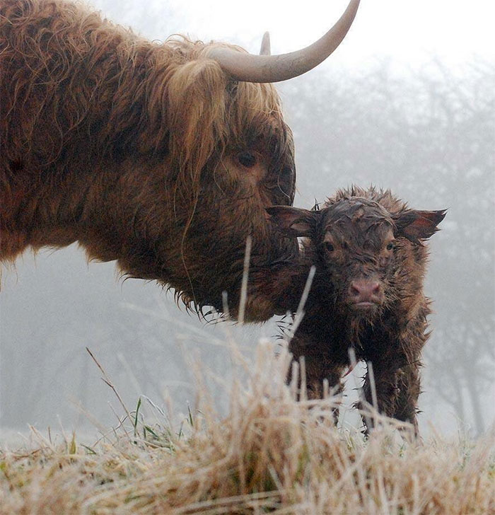 Cute-Baby-Highland-Cattle-Calves