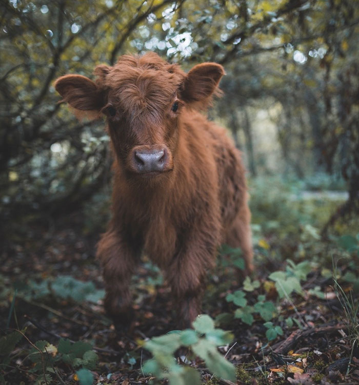Cute-Baby-Highland-Cattle-Calves