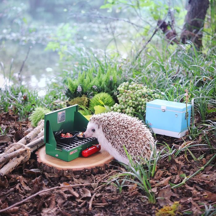 Tiny Hedgehog Goes Camping, And His Pics Are The Best Thing You'll See Today Tiny Hedgehog Goes Camping, And His Pics Are The Best Thing You'll See Today
